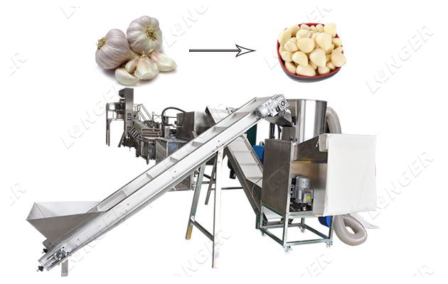 Industrial Garlic Peeling Processing Plant Factory